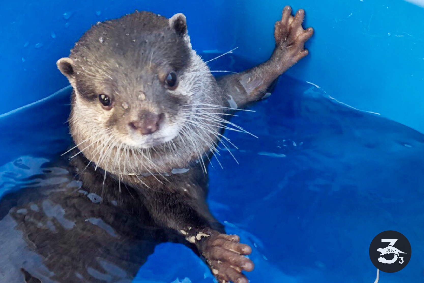 カワウソ紹介 | カワウソと遊ぼ otter33