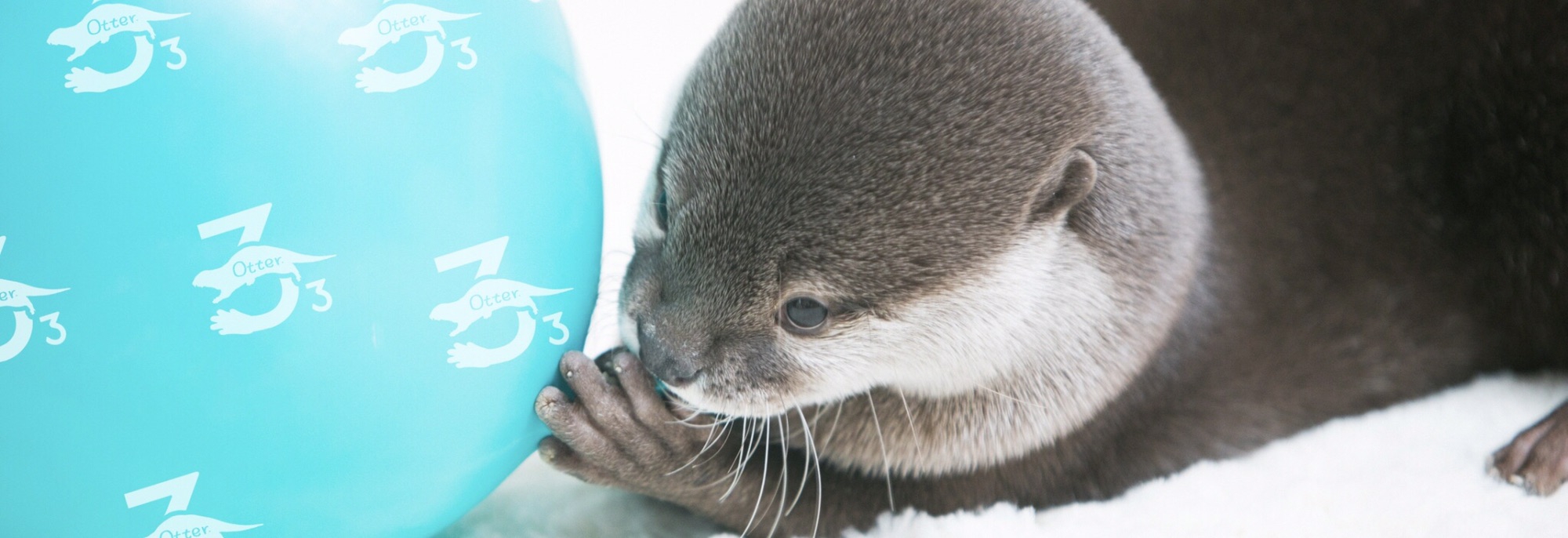 仲良し♡カワウソ&ひよこ ふわふわのひよこ💯🦂✨ on X: 