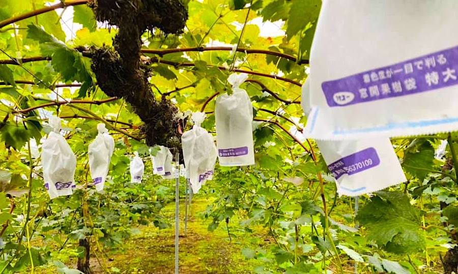 今年も猪名川町でぶどう狩り解禁♫ いながわリンク