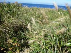 まぐさとハチジョウススキの話 海辺のホテル便り