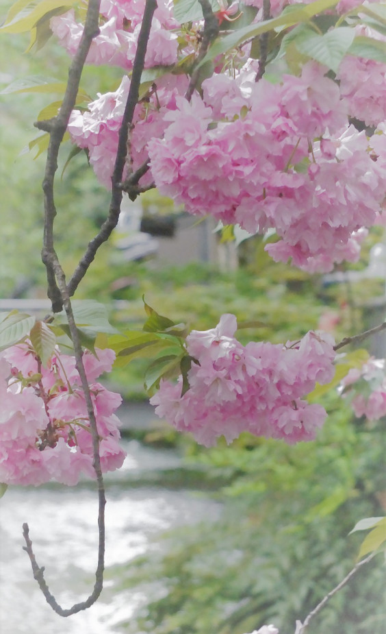 ２０２０年４月２０日 昼 八重桜 京都 町家暮らし いろいろ 続 編