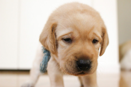 犬のptsd トラウマを抱えた犬たち 後編 Thp Nohara