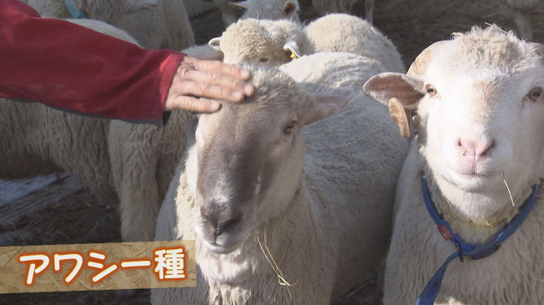 最高の羊乳チーズを求め羊飼いに 異色のチーズ職人に迫る 今日ドキッ Life