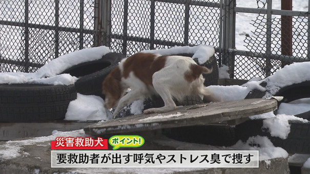 人のために働く職業犬 災害救助犬 とは 今日ドキッ Life