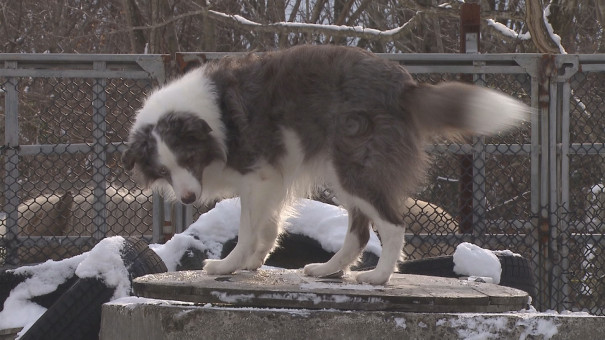 人のために働く職業犬 災害救助犬 とは 今日ドキッ Life