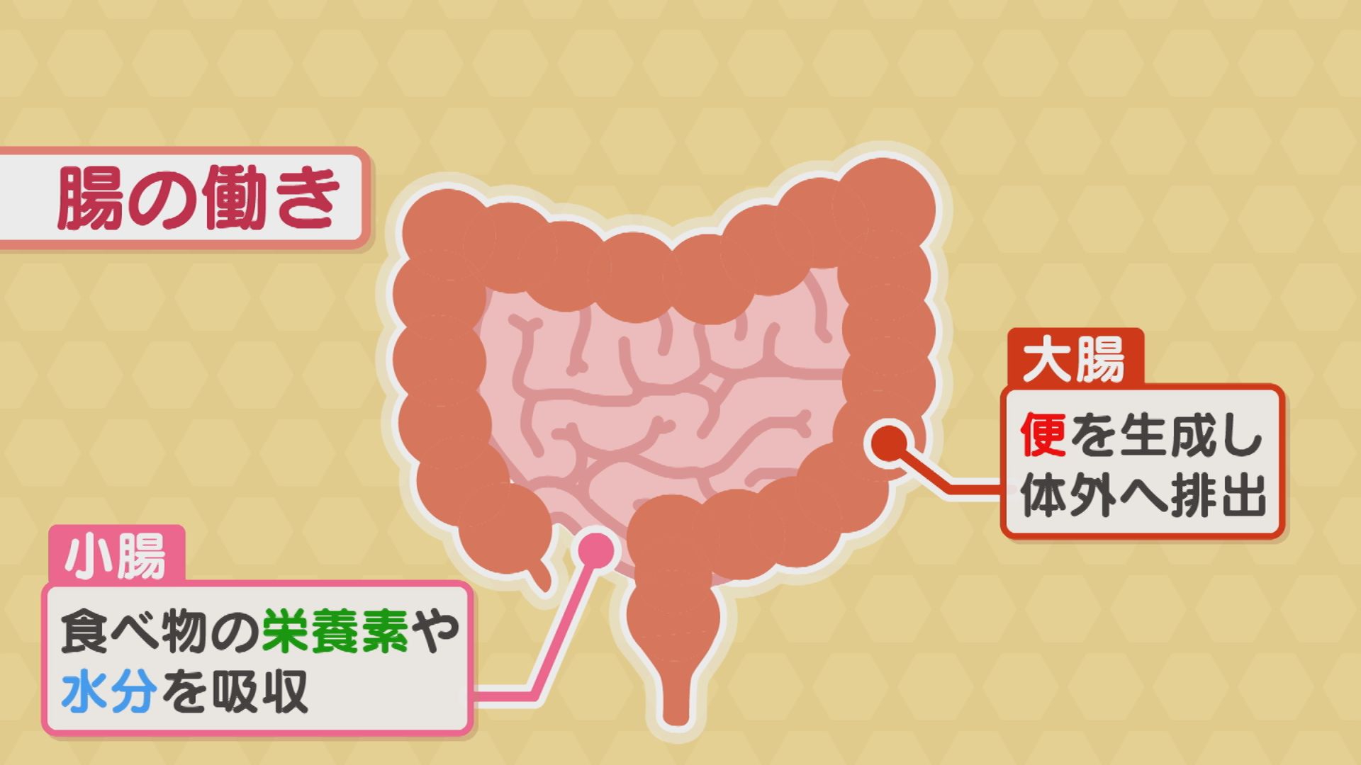 この時期知りたい 腸活レシピと運動をご紹介 今日ドキッ Life