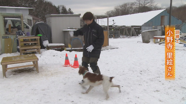 人のために働く職業犬 災害救助犬 とは 今日ドキッ Life 人のために働く職業犬 災害救助犬 とは 今日ドキッ Life