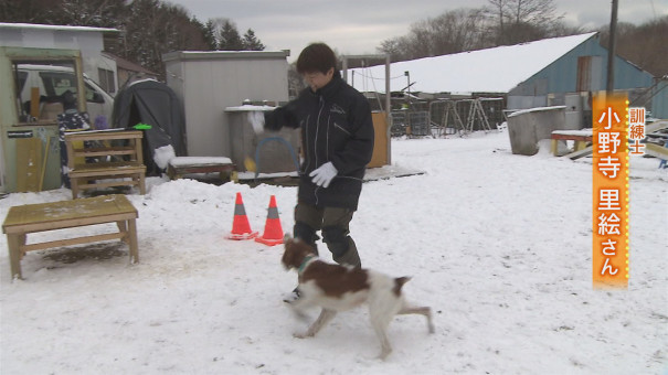 人のために働く職業犬 災害救助犬 とは 今日ドキッ Life