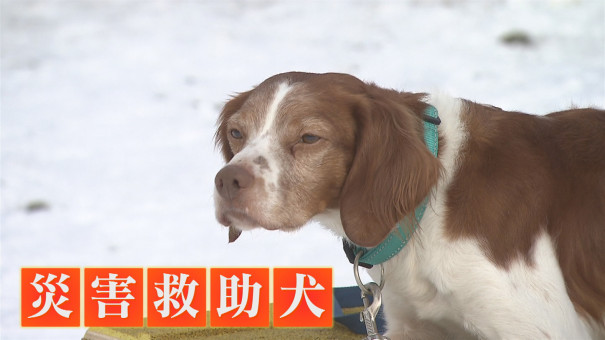 人のために働く職業犬 災害救助犬 とは 今日ドキッ Life