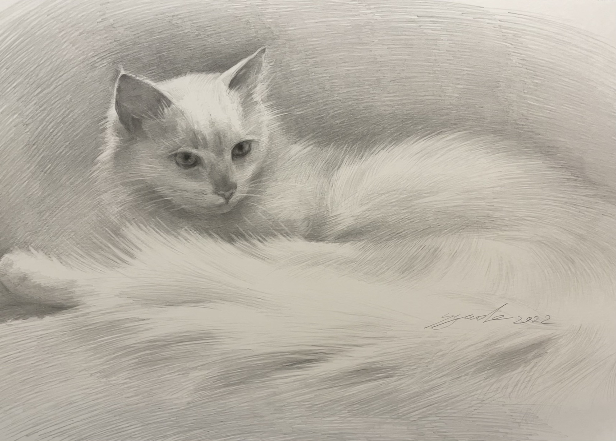 猫のデッサン - 絵画