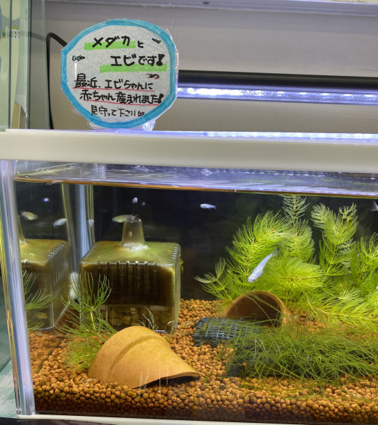 めだかとエビです あなたのキレイ を叶える ゆりや化粧品店