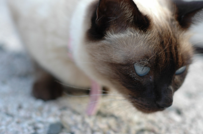シャム猫について ペットクリニック Com シャム猫について ペットクリニック Com