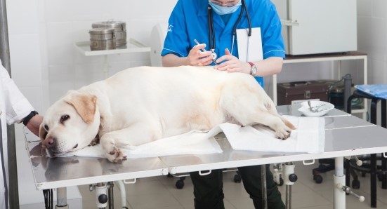 犬と猫の麻酔 ～リスクと安全性について～ | ペットクリニック.com