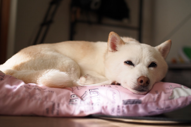 多飲多尿に要注意 犬の子宮蓄膿症について ペットクリニック Com