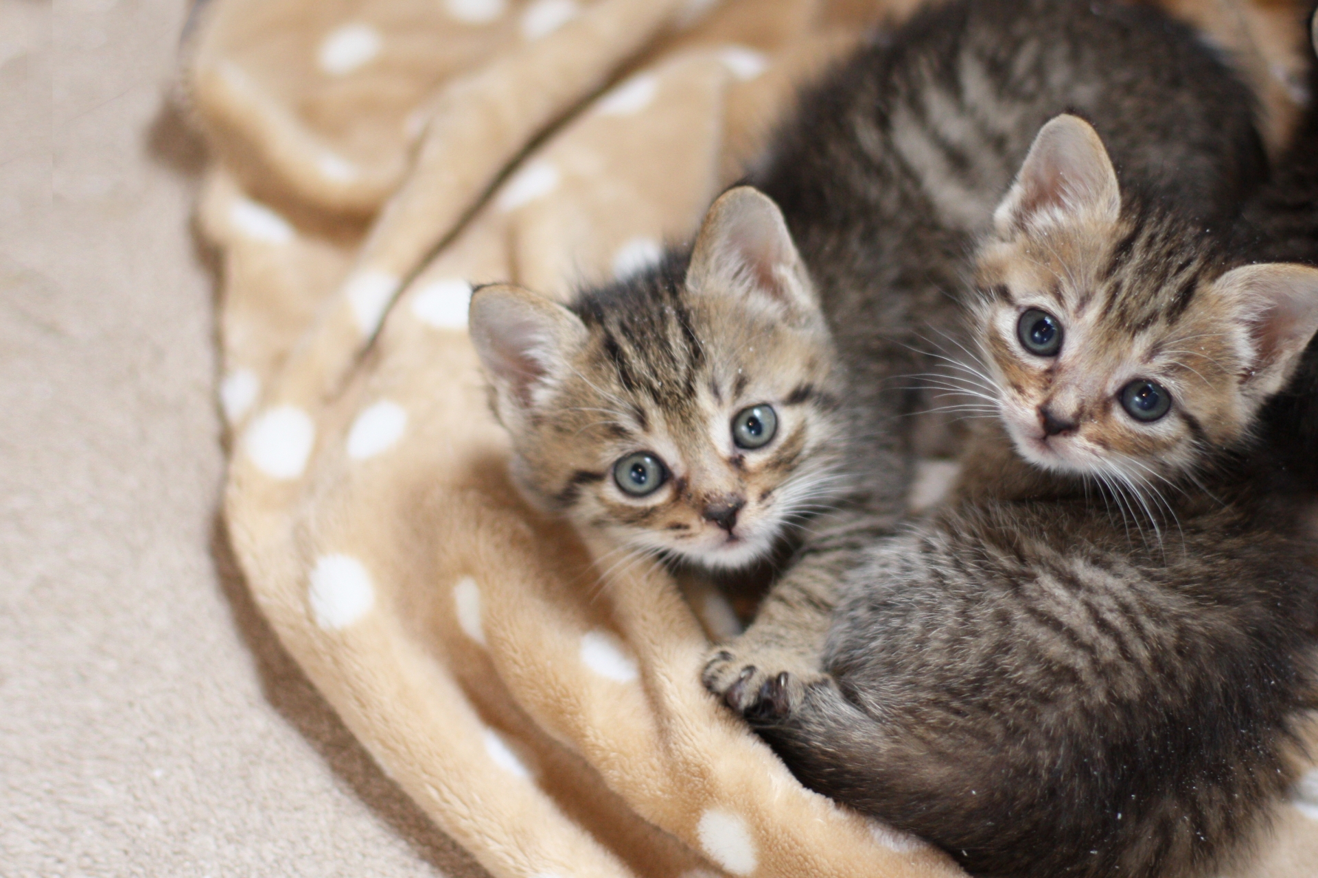 子猫の健康管理 | ペットクリニック.com