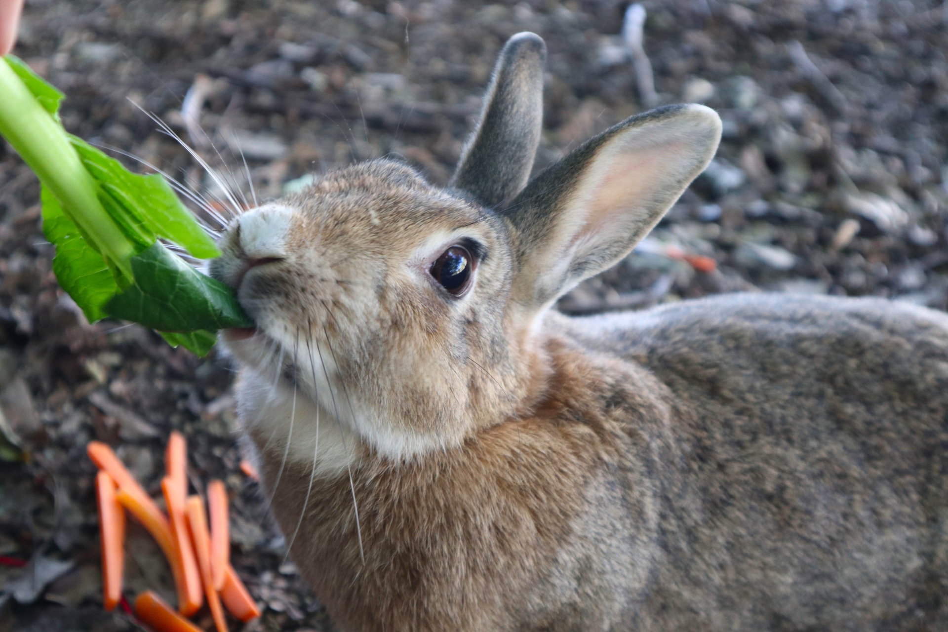 消化の仕組み 肉食動物 犬猫 と草食動物 ウサギ の違い ペットクリニック Com