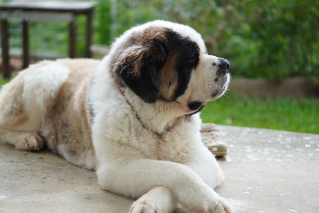 大型犬　セント・バーナード　樹脂製　オブジェ　高さ80㎝ 大型犬 セント・バーナード 樹脂製 オブジェ 高さ80㎝ - メルカリ