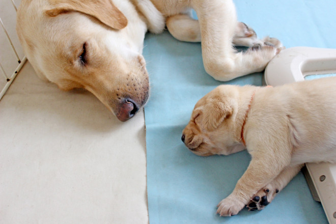 妊娠した愛犬との生活 ペットクリニック Com