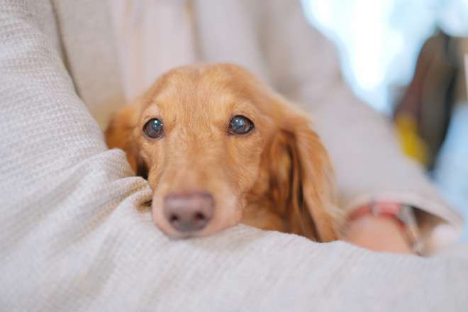 犬を抱っこしてもいいの ペットクリニック Com