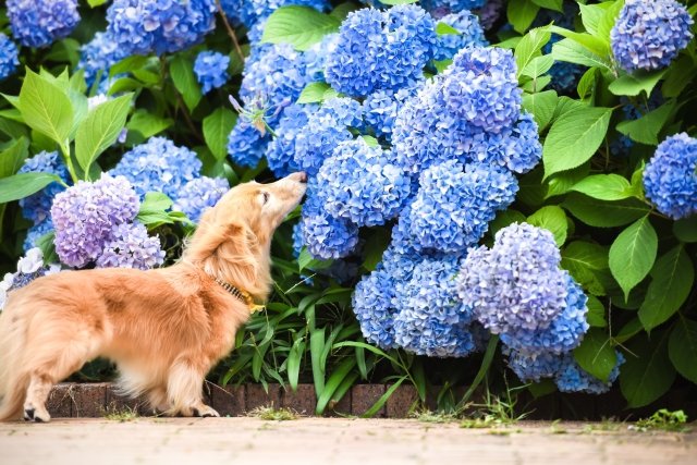 梅雨の時期に起こりやすい ホットスポット ペットクリニック Com