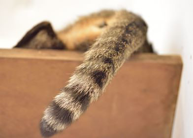 スタッドテイルについて ペットクリニック Com