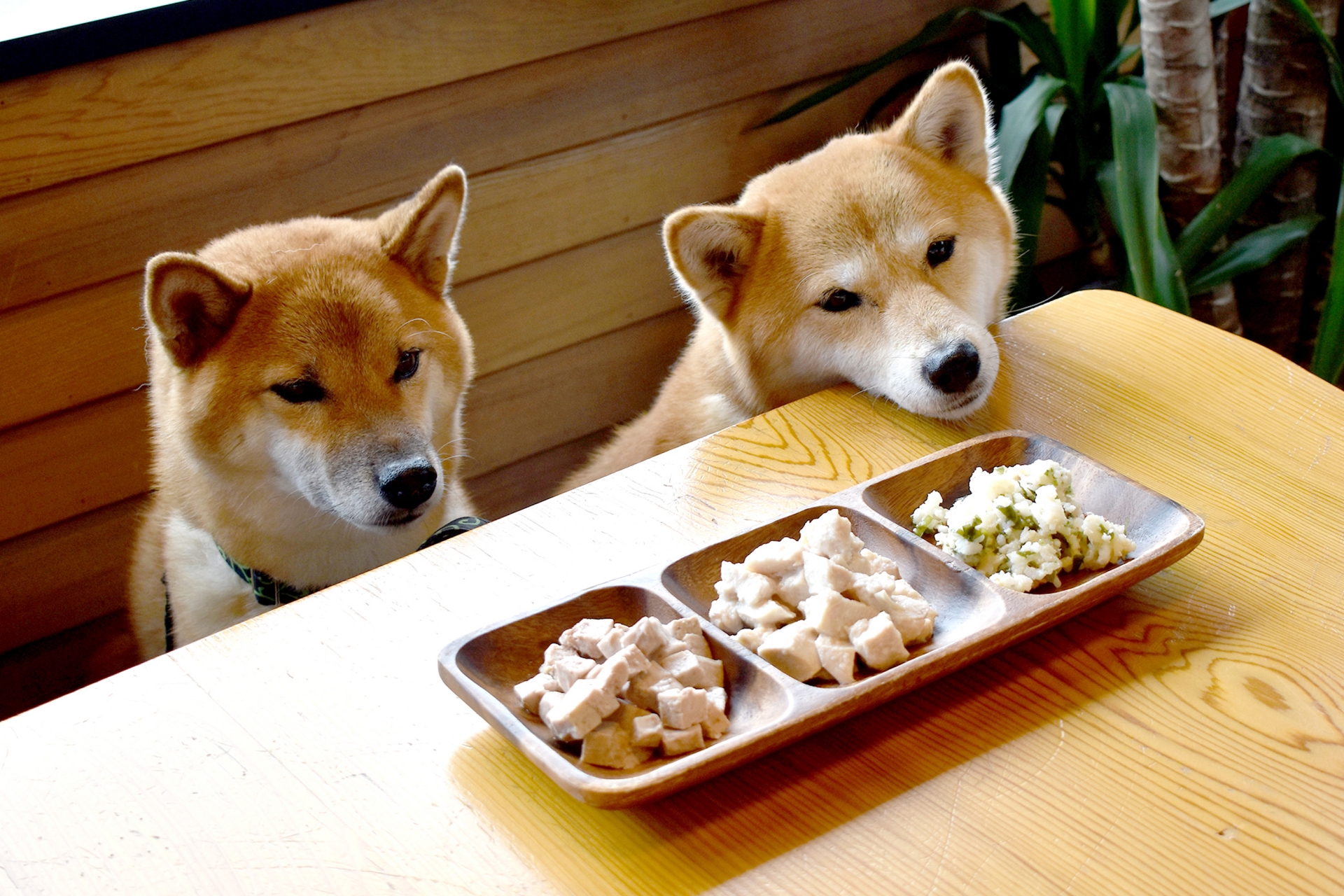 飼い主 を オファー 食べ た ペット