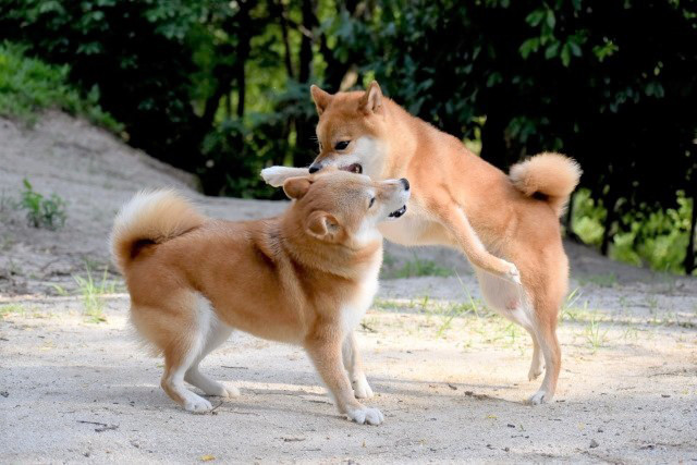犬同士のケンカの対処法 ペットクリニック Com 犬同士のケンカの対処法 ペットクリニック Com