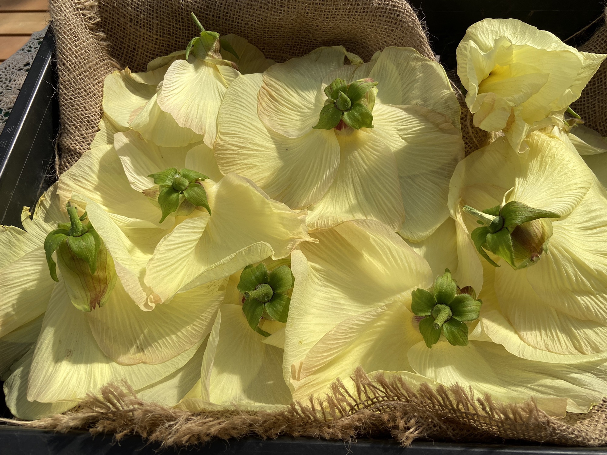 花オクラ はだし農園から頂いた食用のオクラの花 丘の上のモネの家 Mone House On The Hill