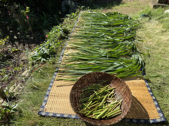 ハーブティーのレモングラスを収穫 Harvesting Lemongrass Of Herbal Tea 民泊 モネの家 Mone House