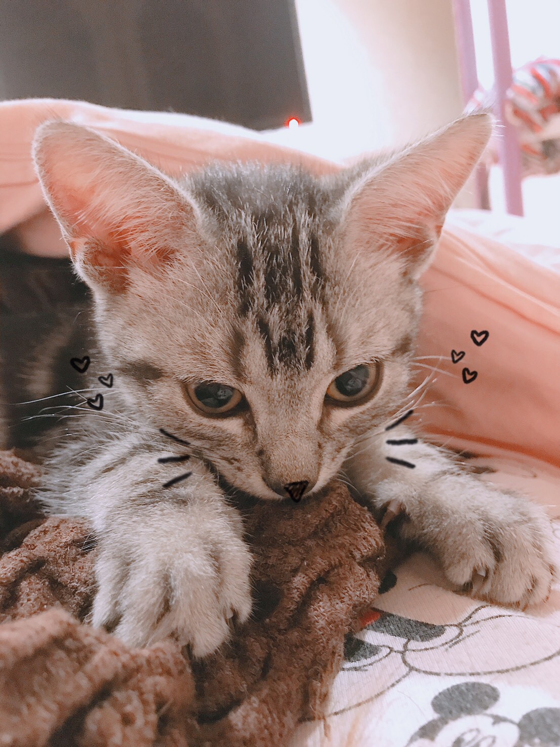 にゃんこPROFILE | 猫の森