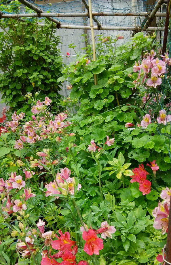 華やかな花と小さな可憐な花 猫のひるね きまぐれ日記 華やかな花と小さな可憐な花 猫のひるね きまぐれ日記