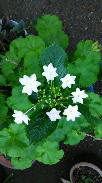 紫陽花比べ 猫のひるね きまぐれ日記 紫陽花比べ 猫のひるね きまぐれ日記