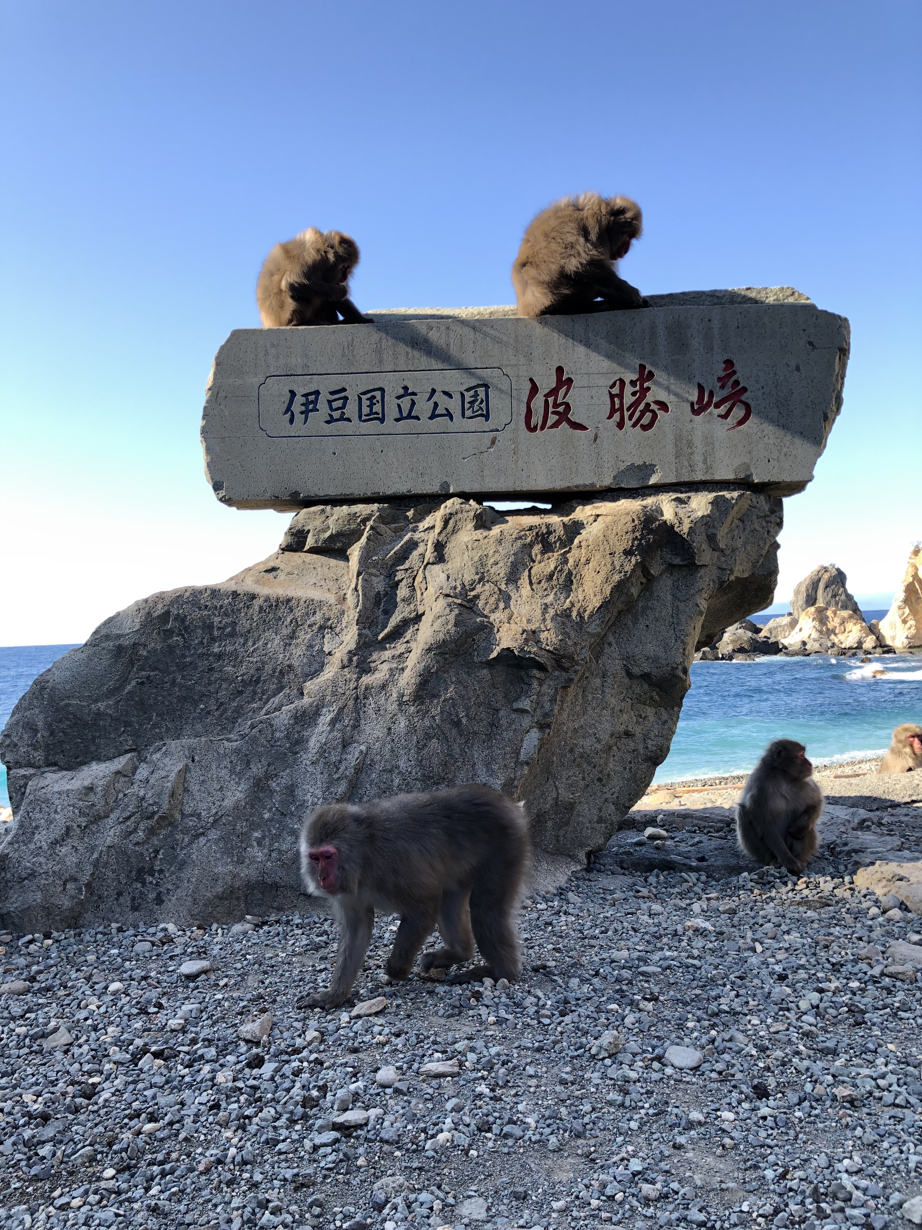 波勝崎苑とは？ | 南伊豆波勝崎猿愛好会