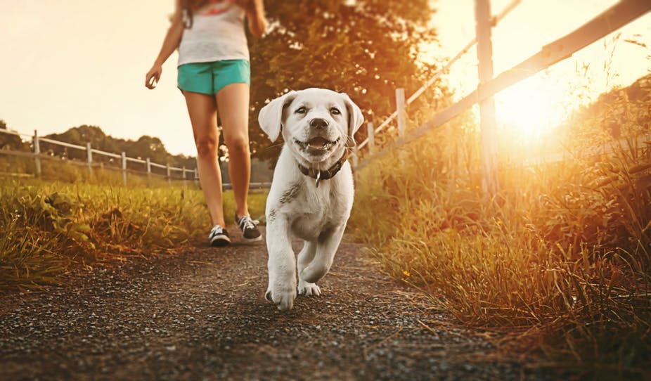 PET WALK