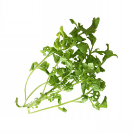 レッドアマランサス Red Amaranth Vegetory レッドアマランサス Red Amaranth Vegetory