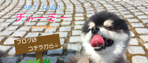 Petshop Charmy