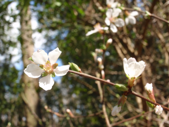 枝いっぱいに咲くユスラウメの花 ちびこの植物図鑑 身近な草花ブログ