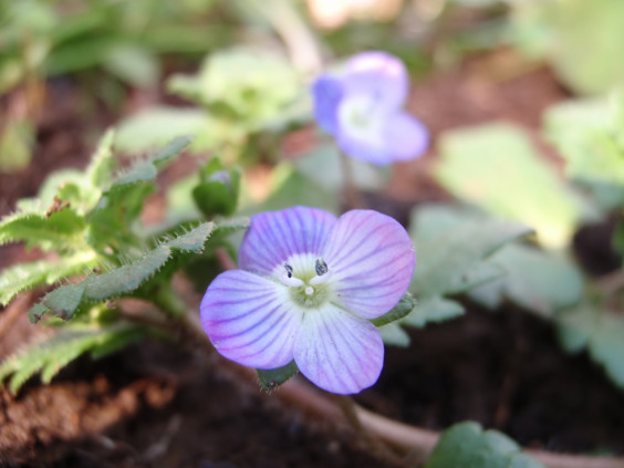 地面に広がる青い花 オオイヌノフグリ ちびこの植物図鑑 身近な草花ブログ