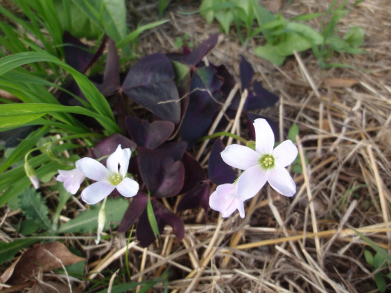 紫色の葉と白色の花 オキザリス トリアングラリス ちびこの植物図鑑 身近な草花ブログ