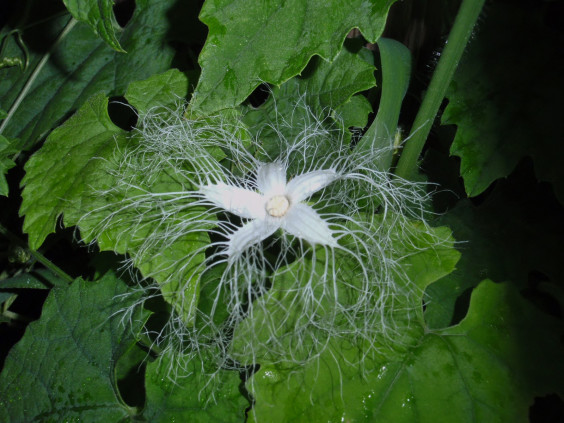 夜に咲く花 カラスウリ ちびこの植物図鑑 身近な草花