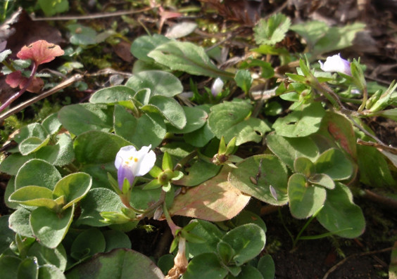 野原で見つけた小さな花 トキワハゼ ちびこの植物図鑑 身近な草花ブログ