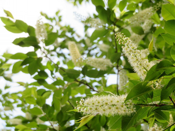 真っ白な棒状の花 ウワミズザクラ ちびこの植物図鑑 身近な草花ブログ