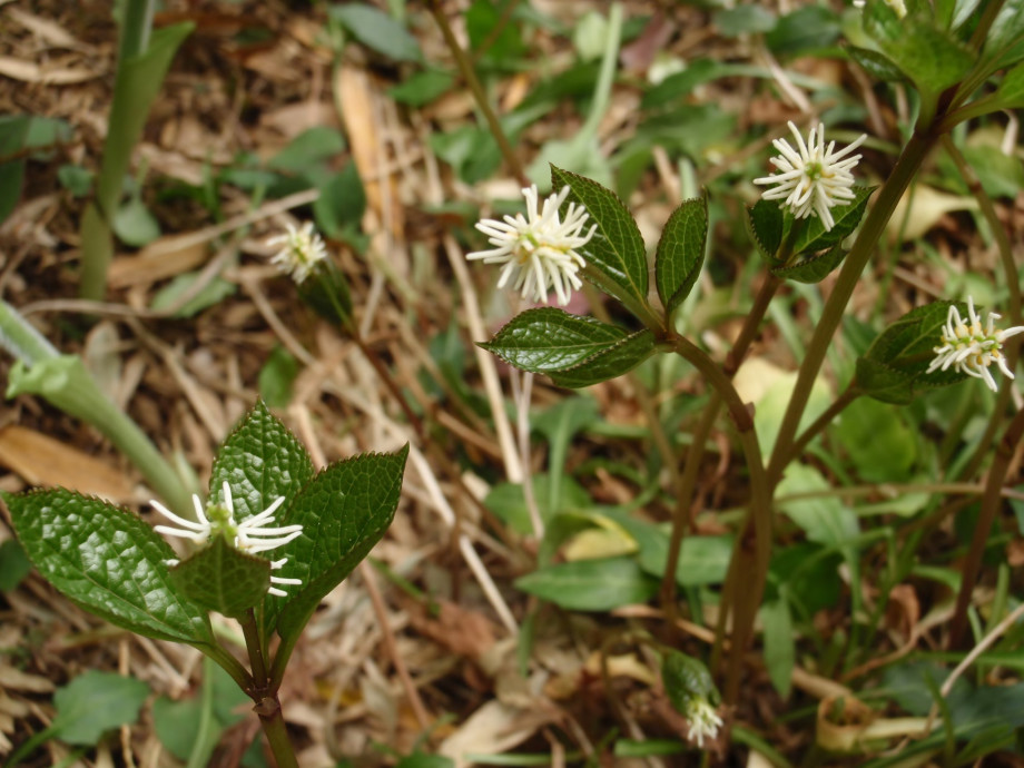 白いブラシのような花 ヒトリシズカ ちびこの植物図鑑 身近な草花