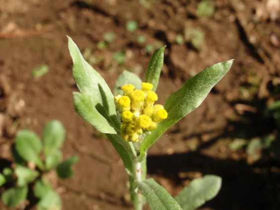 ハハコグサが咲いています ちびこの植物図鑑 身近な草花ブログ