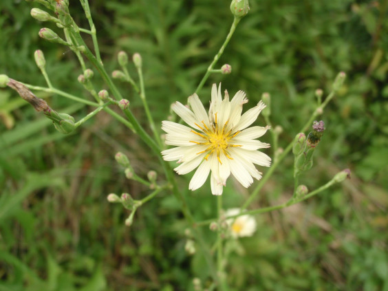 野に咲くキク科の花 アキノノゲシ ちびこの植物図鑑 身近な草花ブログ