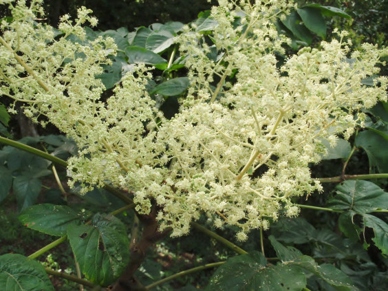 白い小花が放射状に咲く タラノキ ちびこの植物図鑑 身近な草花ブログ