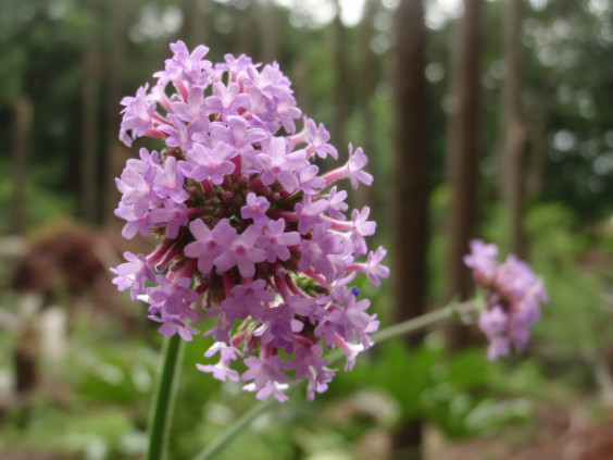 長い茎の先に咲くピンクの花 ヤナギハナガサ ちびこの植物図鑑 身近な草花ブログ