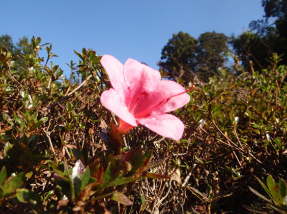 冬にサツキが咲いています ちびこの植物図鑑 身近な草花ブログ 冬にサツキが咲いています ちびこの植物図鑑 身近な草花ブログ