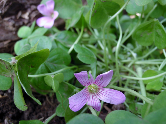 赤紫色の可愛い花ムラサキカタバミ ちびこの植物図鑑 身近な草花