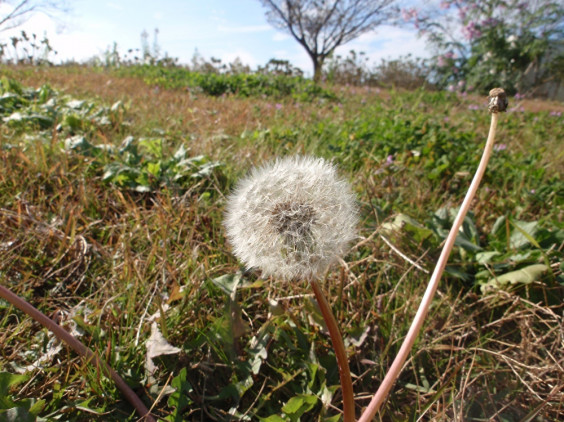 今にも飛びそうなタンポポの綿毛 ちびこの植物図鑑 身近な草花ブログ